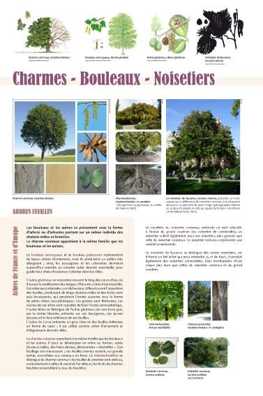 Panneau de l'exposition Arbres feuillus