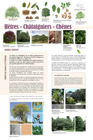 Panneau de l'exposition Arbres feuillus