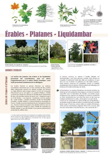Panneau de l'exposition Arbres feuillus