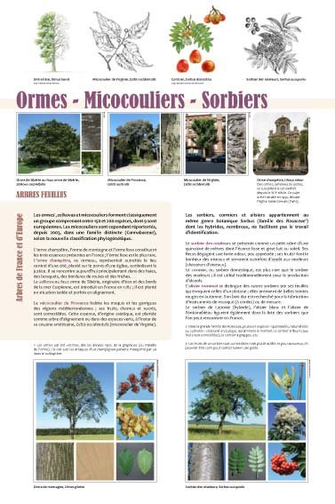 Panneau de l'exposition Arbres feuillus