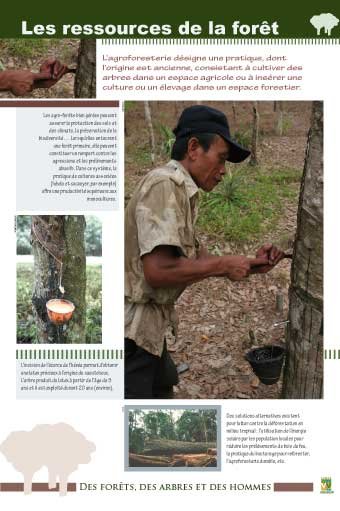 Panneau de l'exposition Des forets, des arbres, des hommes