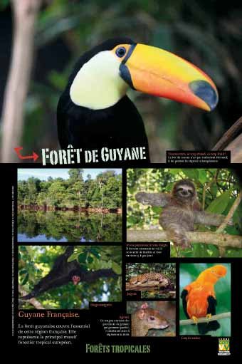 Panneau de l'exposition Forets tropicales