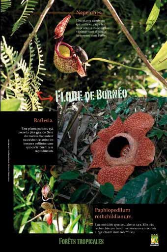 Panneau de l'exposition Forets tropicales