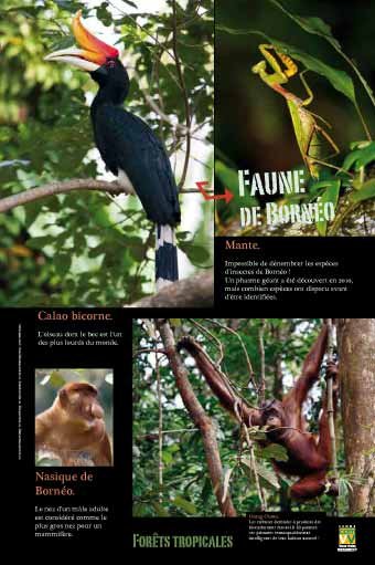 Panneau de l'exposition Forets tropicales