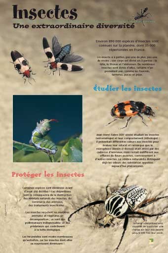 Panneau de l'exposition Insectes