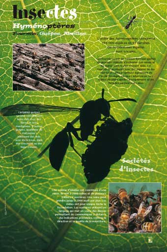 Panneau de l'exposition Insectes