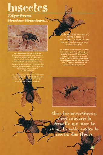 Panneau de l'exposition Insectes