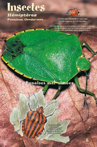 Panneau de l'exposition Insectes
