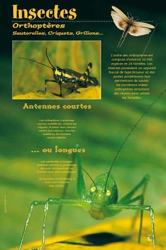 Panneau de l'exposition Insectes