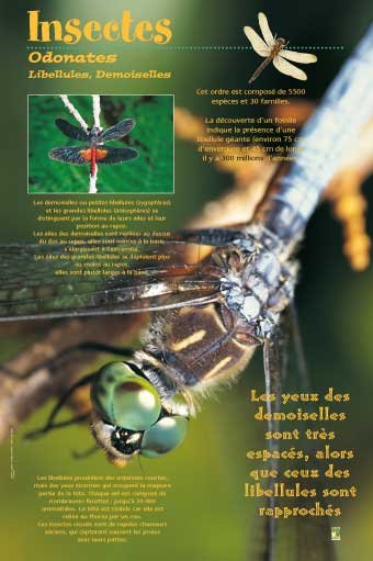 Panneau de l'exposition Insectes
