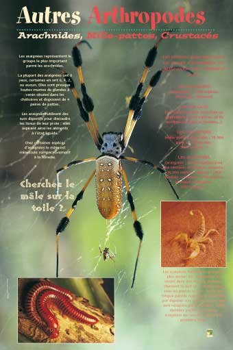 Panneau de l'exposition Insectes