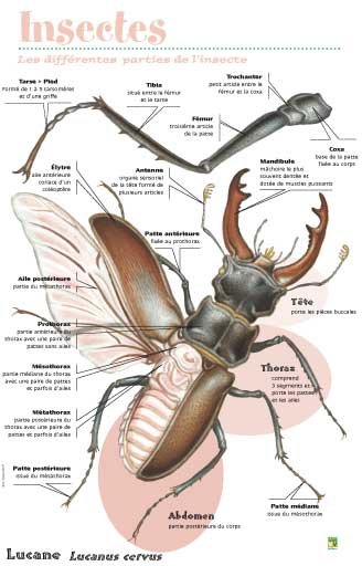 Panneau de l'exposition Insectes