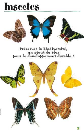 Panneau de l'exposition Insectes