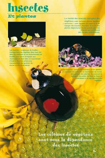 Panneau de l'exposition Insectes