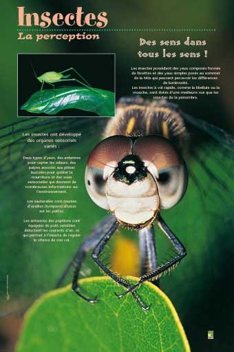 Panneau de l'exposition Insectes