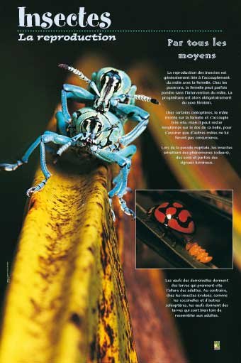 Panneau de l'exposition Insectes