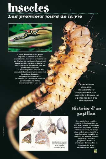 Panneau de l'exposition Insectes