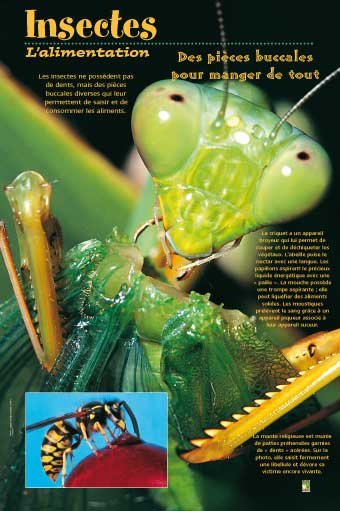Panneau de l'exposition Insectes