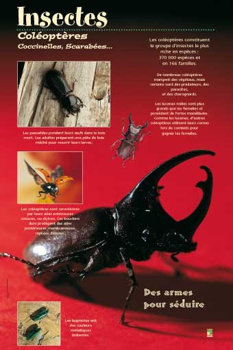 Panneau de l'exposition Insectes