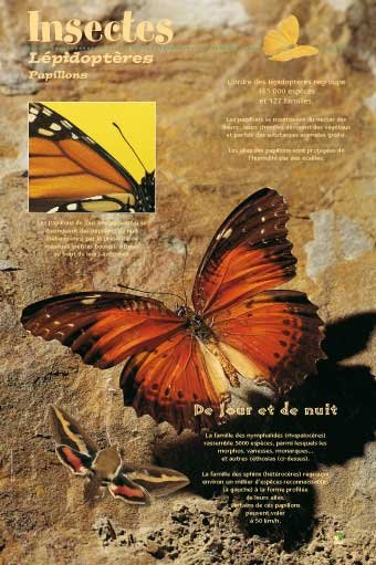 Panneau de l'exposition Insectes
