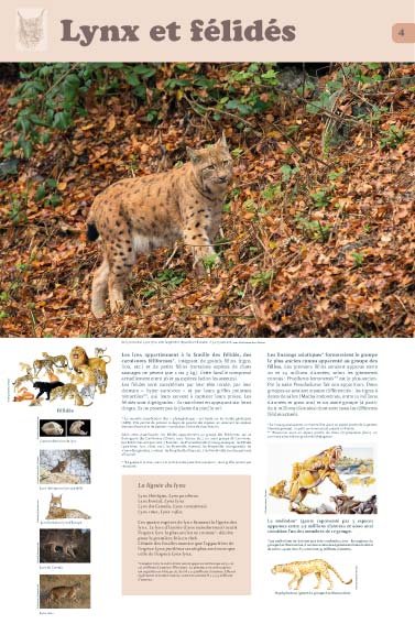 Panneau de l'exposition Lynx