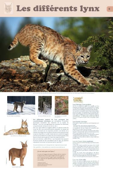 Panneau de l'exposition Lynx