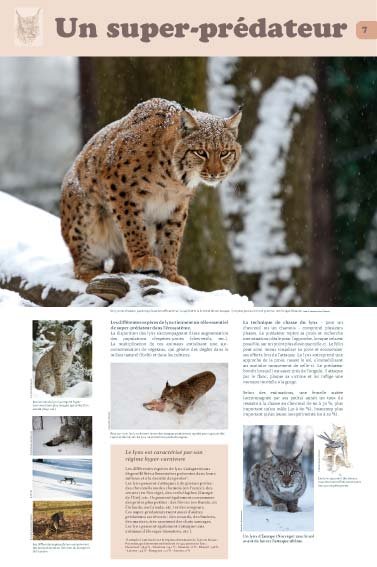 Panneau de l'exposition Lynx