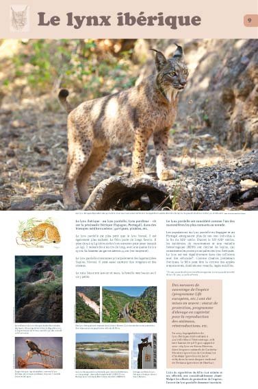 Panneau de l'exposition Lynx