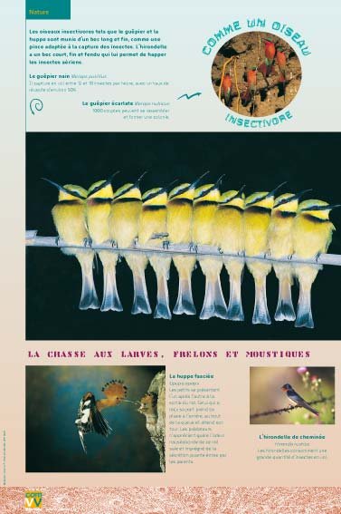 Panneau de l'exposition Comme un oiseau