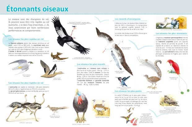 Panneau de l'exposition Oiseaux (Decouvertes)