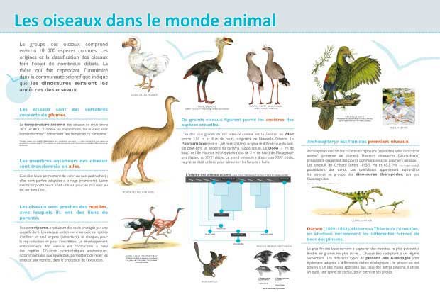 Panneau de l'exposition Oiseaux (Decouvertes)