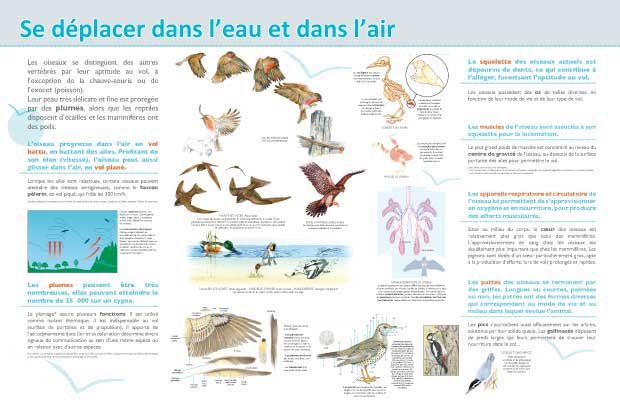 Panneau de l'exposition Oiseaux (Decouvertes)