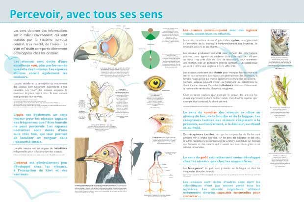Panneau de l'exposition Oiseaux (Decouvertes)