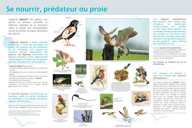Panneau de l'exposition Oiseaux (Decouvertes)