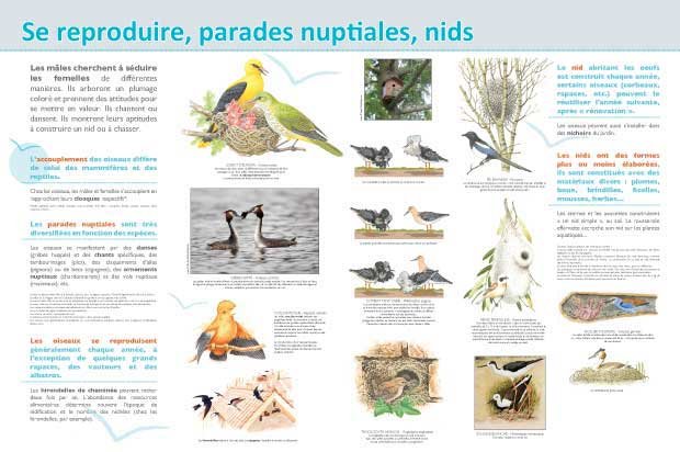 Panneau de l'exposition Oiseaux (Decouvertes)