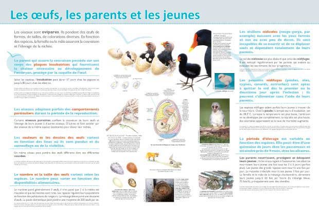 Panneau de l'exposition Oiseaux (Decouvertes)