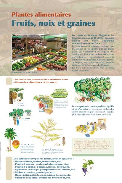 Panneau de l'exposition Plantes alimentaires