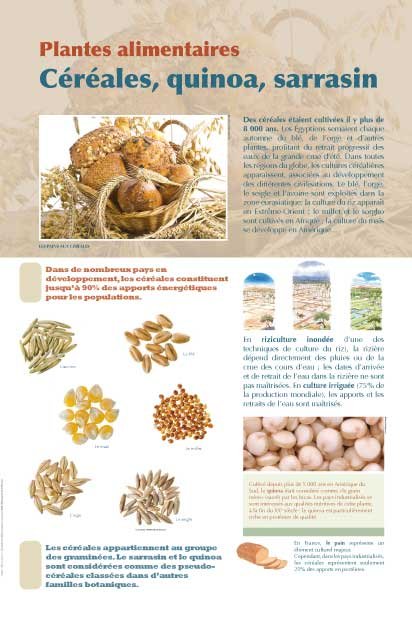 Panneau de l'exposition Plantes alimentaires
