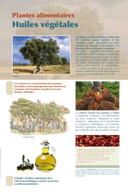 Panneau de l'exposition Plantes alimentaires