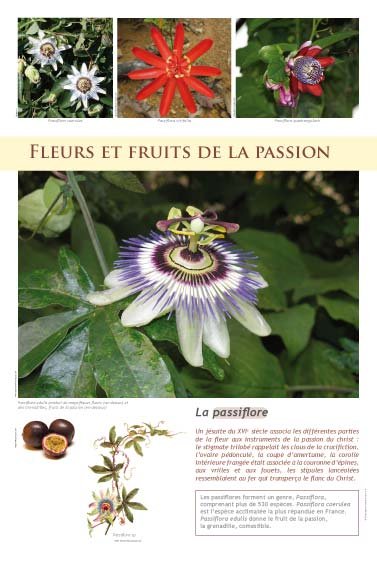 Panneau de l'exposition Plantes exotiques