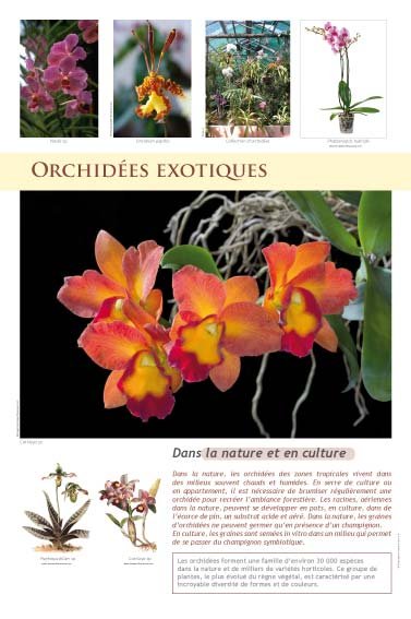 Panneau de l'exposition Plantes exotiques