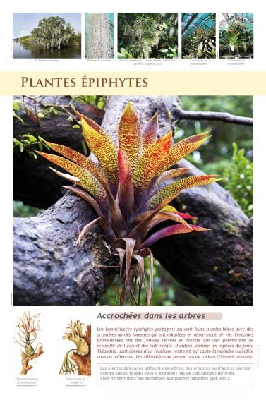 Panneau de l'exposition Plantes exotiques