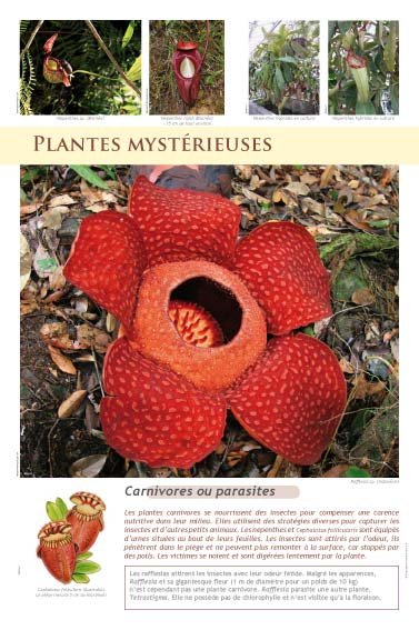 Panneau de l'exposition Plantes exotiques