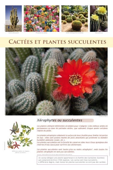 Panneau de l'exposition Plantes exotiques