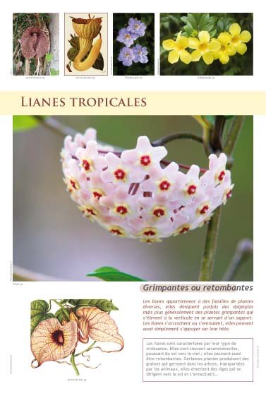 Panneau de l'exposition Plantes exotiques