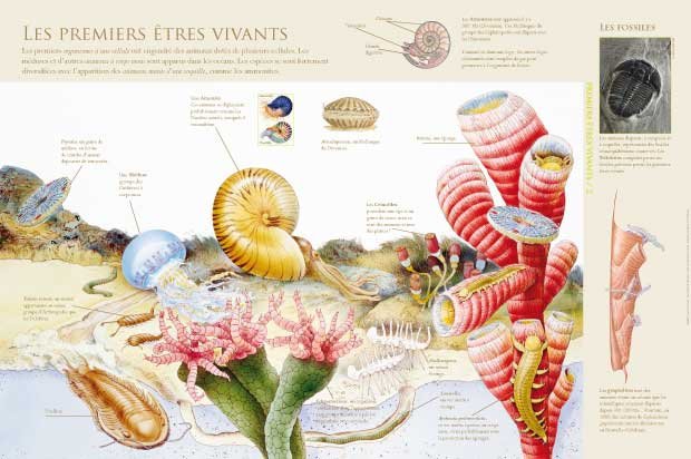 Panneau de l'exposition Premiers etres vivants