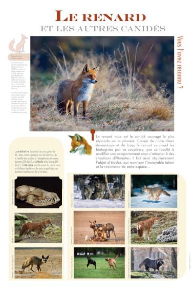Panneau de l'exposition Renard