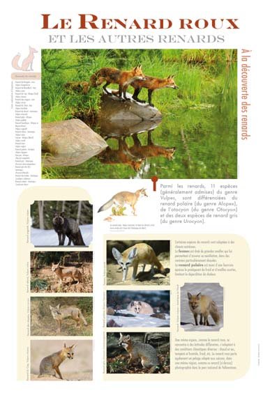 Panneau de l'exposition Renard