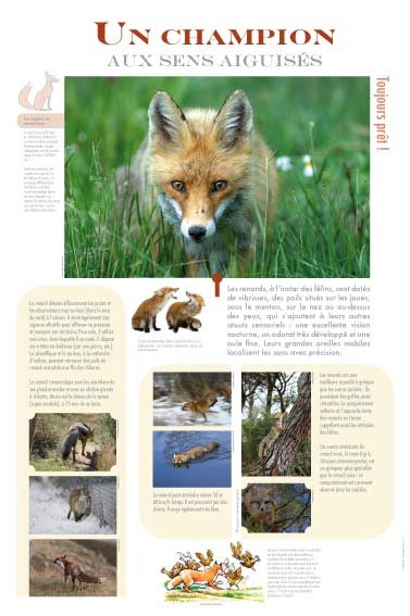 Panneau de l'exposition Renard
