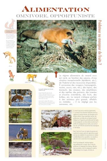 Panneau de l'exposition Renard